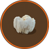 Lion’s Mane
